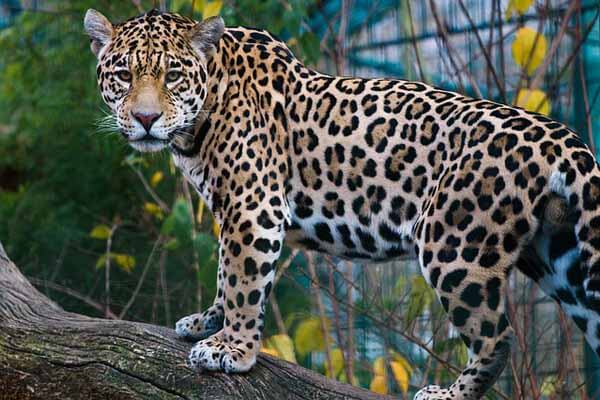 Facts about Jaguar
