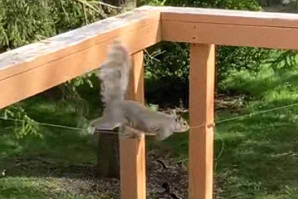 The persistent squirrel became a rope-walker for peanuts