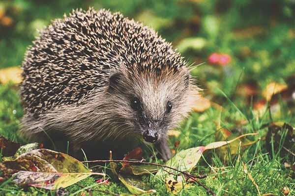 amazing facts about hedgehogs
