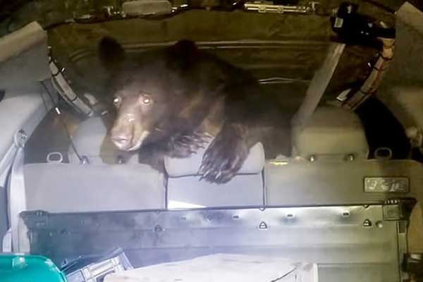 The bear got in the car to the mother of a fearless man