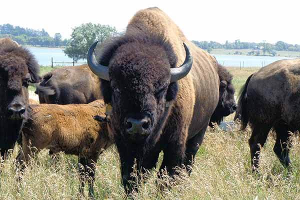 7 Interesting facts about buffalo