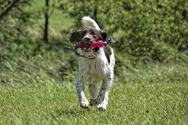 The best dog toys made in the USA