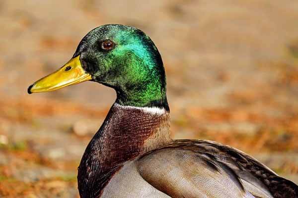 30 interesting facts about ducks