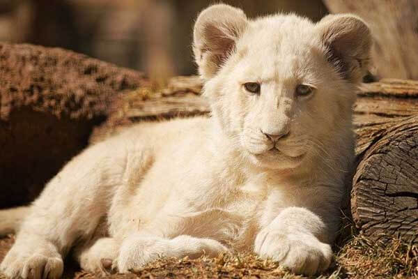 facts about a white lion