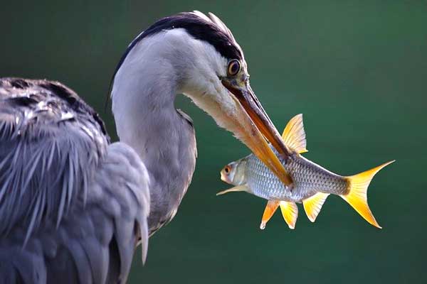 facts about herons