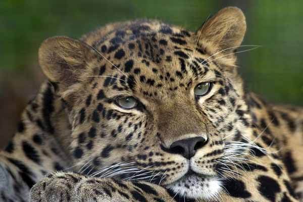 facts about leopards