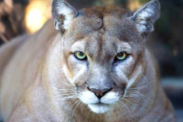 facts about pumas