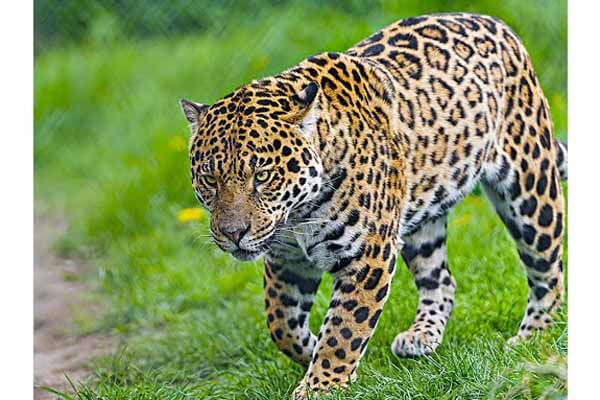 facts about the jaguar