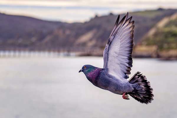 flying pigeon