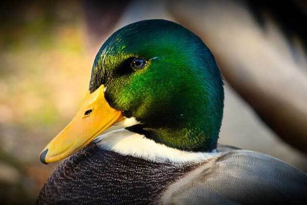 interesting facts about ducks