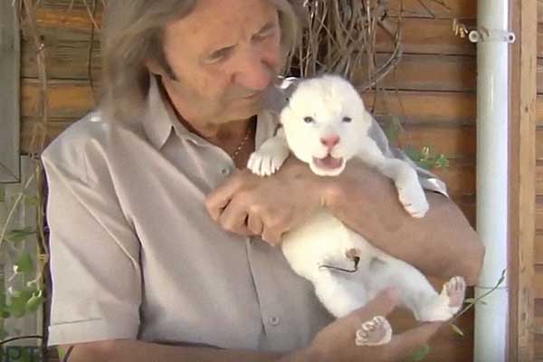 A white lion cub was born in Spain