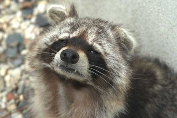 A raccoon tried to steal dinner of a cat and failed