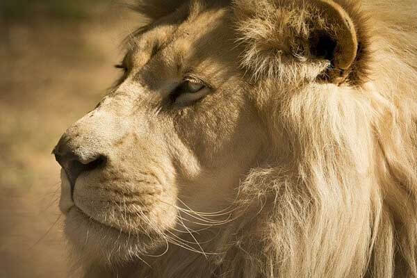 surprising facts about a white lion
