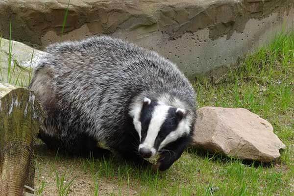 badger facts