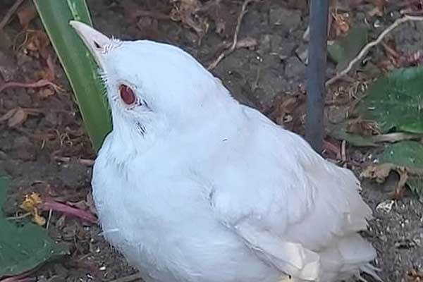 An albino blackbird settled in the garden of an English woman