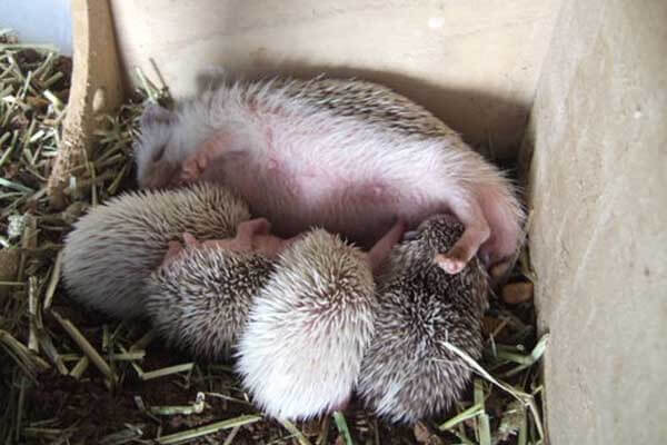breeding hedgehogs