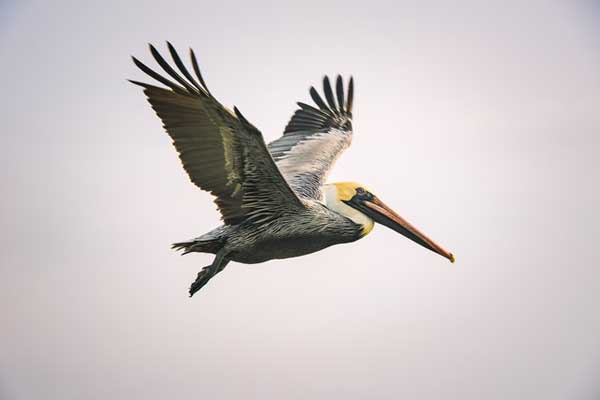 brown pelican facts