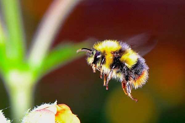 bumblebee facts