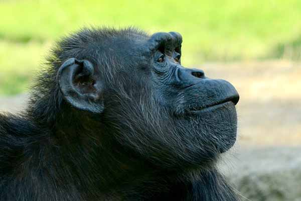 chimpanzee facts
