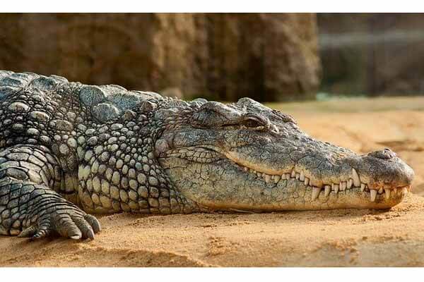crocodile facts
