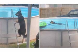 dog and pool