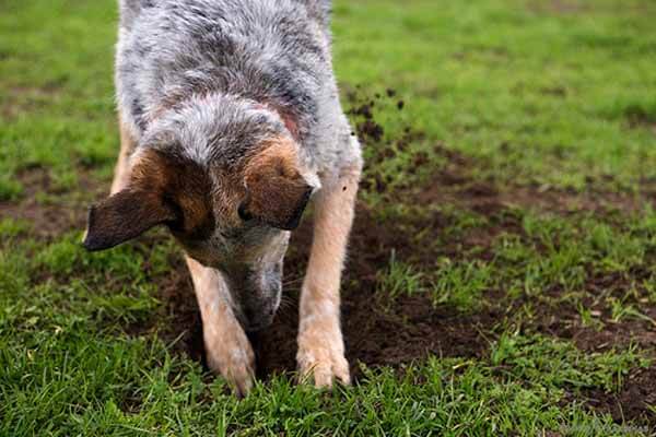 dog digging holes
