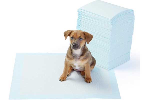 The Best Dog Training Pads