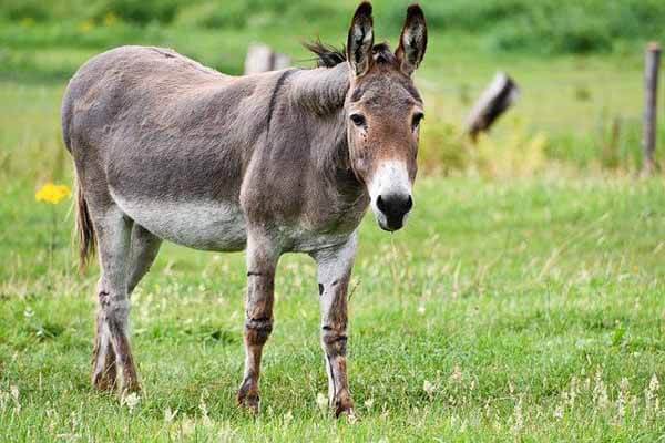 donkey facts