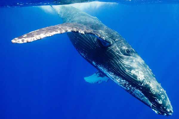 facts about blue whale