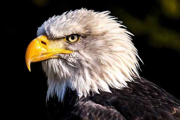 facts about eagles