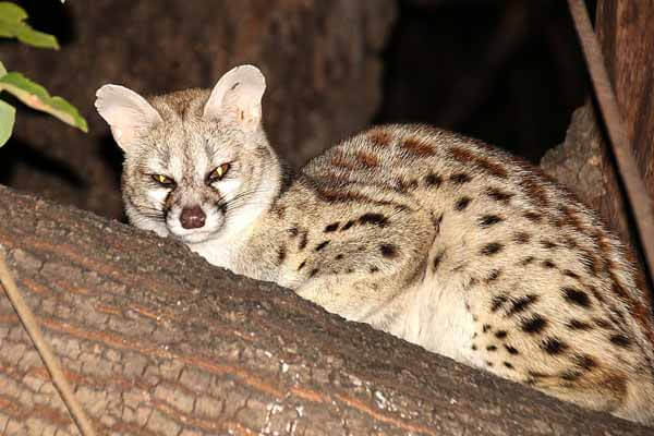 facts about genet