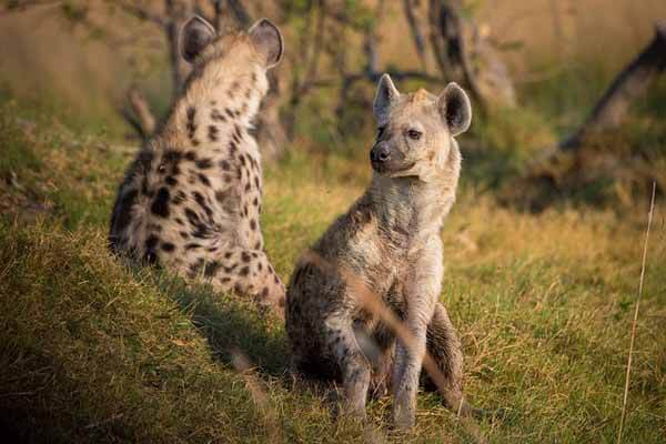 facts about hyenas