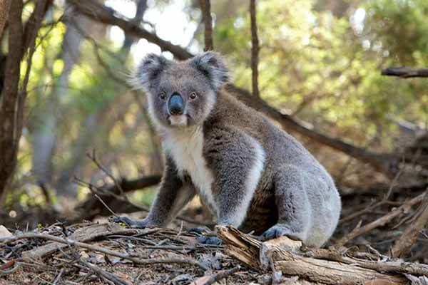 facts about koalas