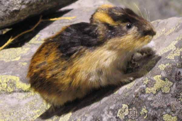 facts about lemmings
