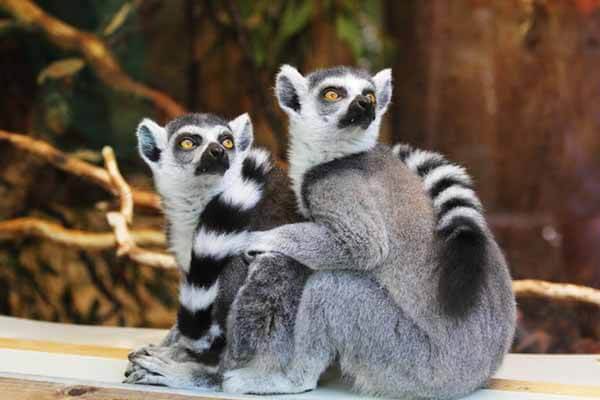 facts about lemurs