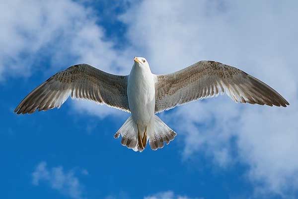 facts about seagulls