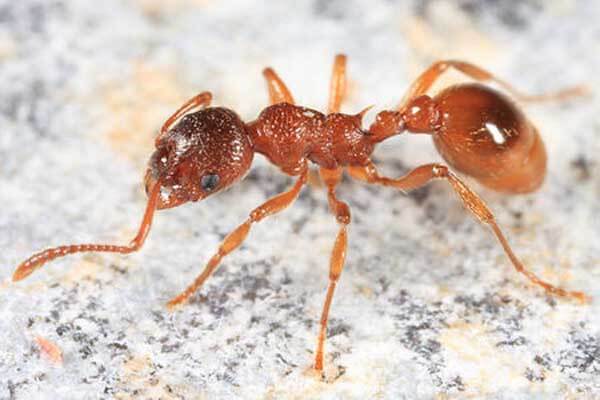 fire ant facts