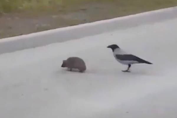 The crow moved a slow hedgehog across the street