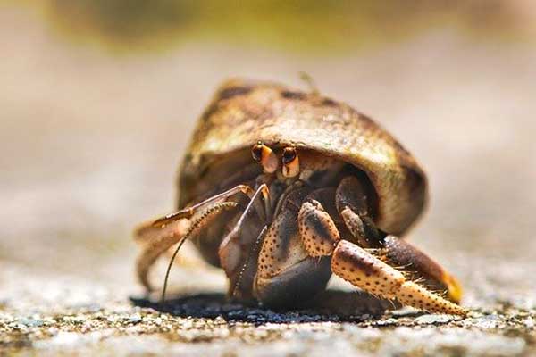 hermit crabs facts