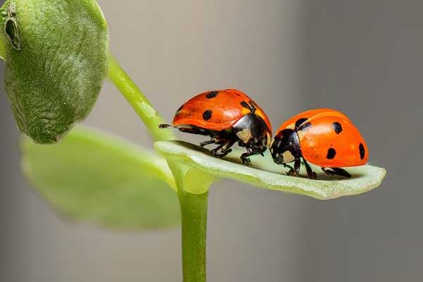 ladybugs facts
