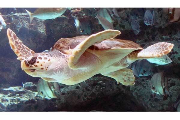Sea turtles have returned to their historic homeland