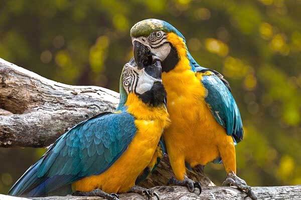 What do parrots eat in the wild and at home?