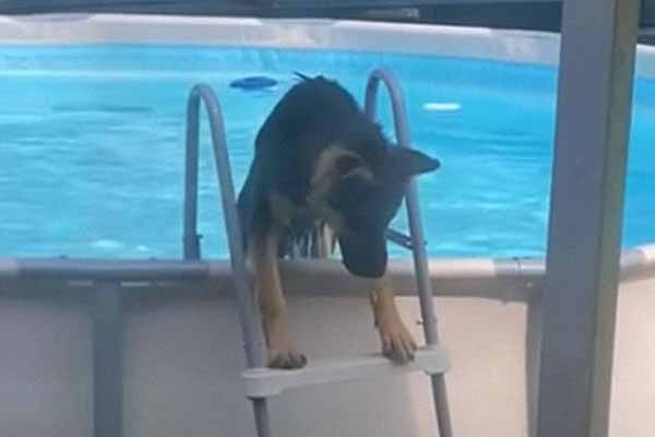The dog has learned to use the pool as a person