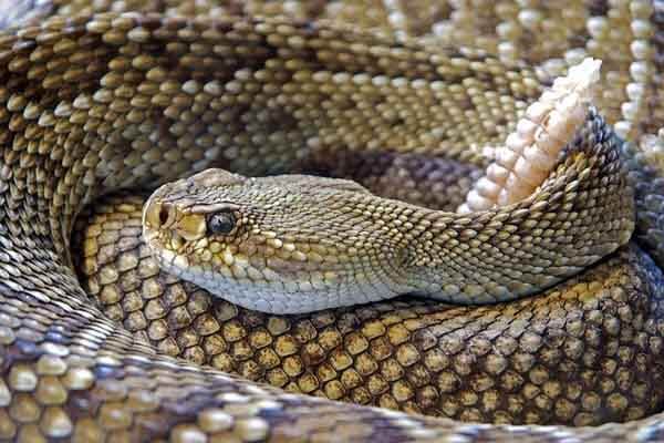 rattlesnake facts