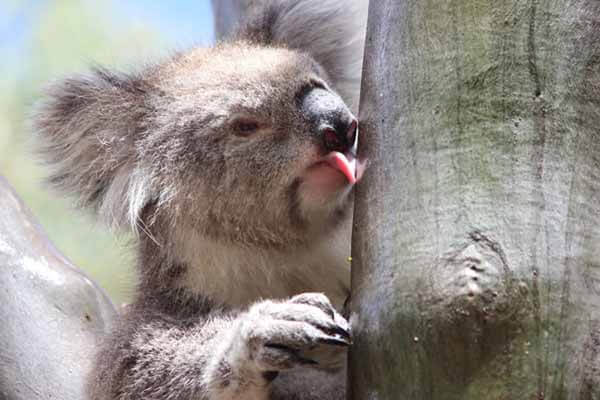 Koala licked a tree and told scientists a longtime secret