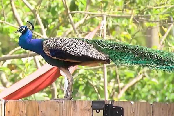 Peacock weddings disturb residents of village to sleep
