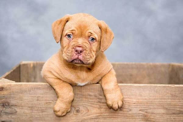 Preparing for Puppy: Must Have Tips for Your Puppy’s First Week
