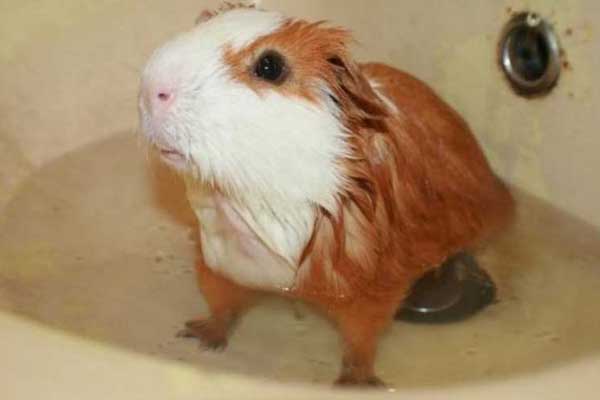 bathe guinea pig