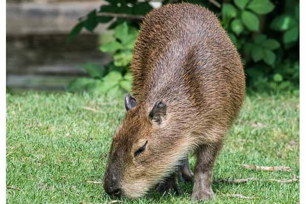 capybara facts
