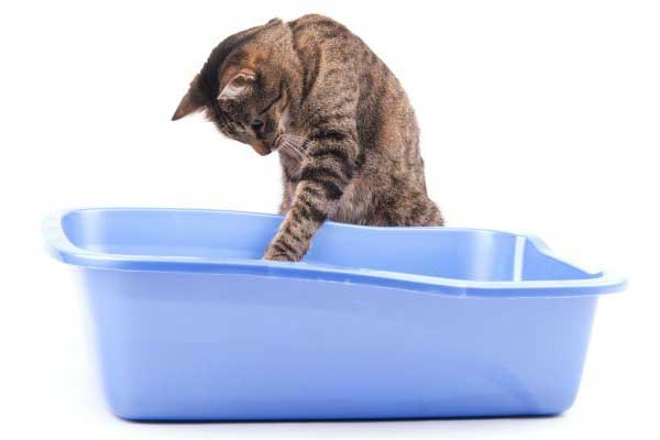 How much cat litter should I use?